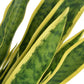 Tekokasvi ruukulla isoanopinkieli 90 cm vihreä